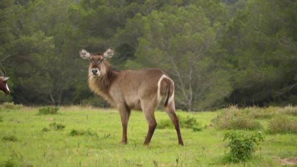 Female Waterbuck Stands Tall Vibrant Green Meadow Tracking Shot — Stock Video