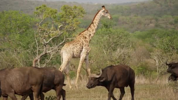 Медленный Снимок Одинокого Жирафа Идущего Через Стадо Буйволов — стоковое видео