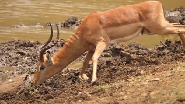 Panela Suave Deixada Como Macho Impala Bebe Água Lagoa Africana — Vídeo de Stock