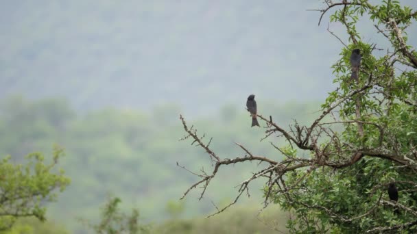 Widelec Ogon Ptaków Drongo Siedzieć Suchym Drzewie Selektywne Skupienie Tyłu — Wideo stockowe