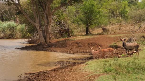 Nyala Antílope Impala Acercan Cautelosamente Pozo Agua Para Beber — Vídeos de Stock