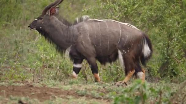 Pan Volwassen Mannelijke Nyala Antilope Met Opvallende Markeringen Wandelingen Bush — Stockvideo