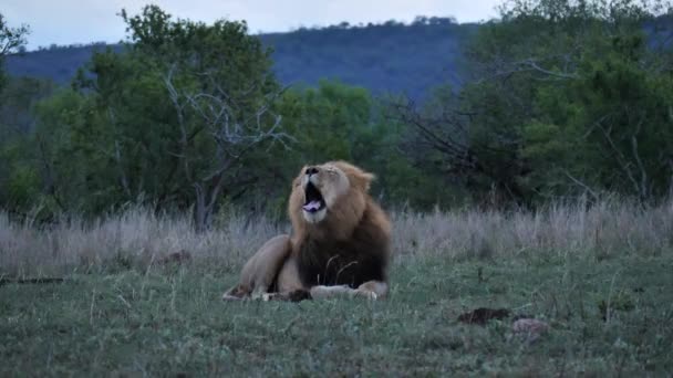 Adulto Leão Africano Macho Deitado Luz Azul Plana Crepúsculo Tem — Vídeo de Stock