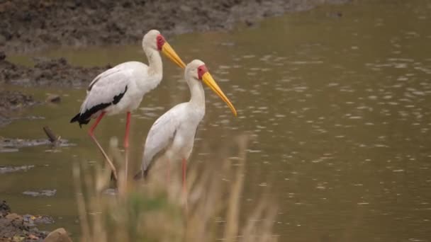 非洲浅滩泥水中 黄嘴鹤成双成对地站着 — 图库视频影像