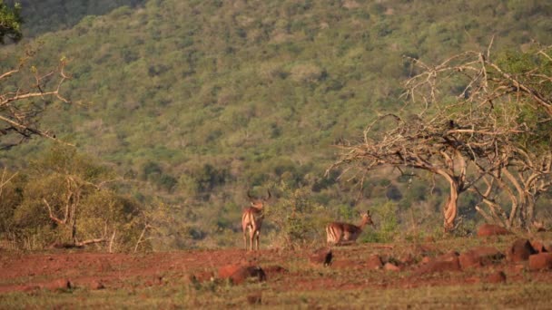 Impala Passeggiata Antilope Asciugare Cresta Collina Luce Dorata Sera Africana — Video Stock