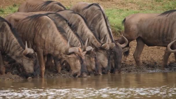 Förvirring Wildebeest Samlas För Att Dricka Vid Leriga Afrikanska Vattenhål — Stockvideo