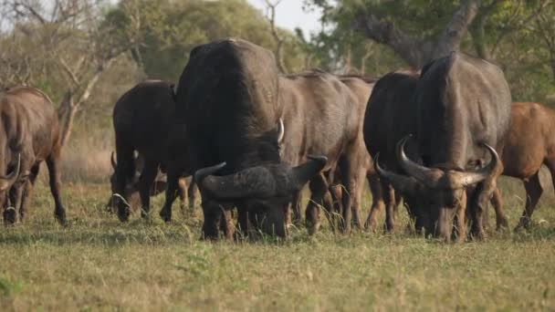 Uma Manada Búfalos Cabo Pastando Savana Vista Frontal — Vídeo de Stock