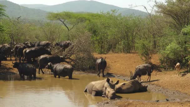 Insamling Safaridjur Noshörningar Nyala Och Buffel Vattenhålet — Stockvideo