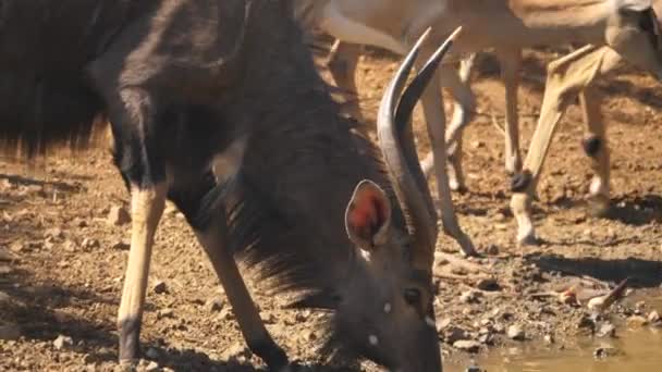 Male Nyala Sips Watering Hole Close Profile Shot — Stock Video