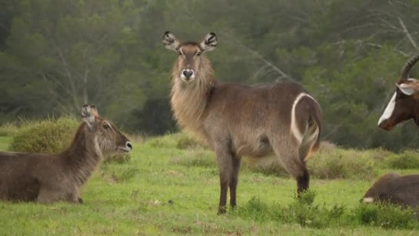 Tracciamento Colpo Branco Waterbuck Piedi Con Orgoglio Sulle Pianure Colpo — Video Stock