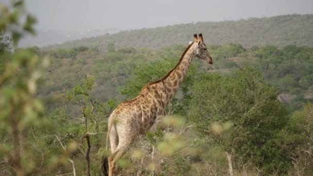 Tracking Shot Van Een Giraffe Die Vlaktes Loopt Langs Een — Stockvideo