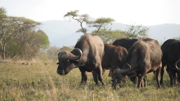 Uma Manada Búfalos Africanos Alimentando Grama Seca Serengeti — Vídeo de Stock