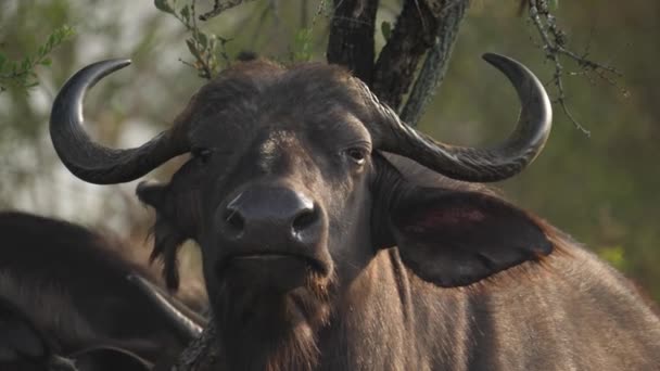 Retrato Búfalo Capa Também Conhecido Como Peste Negra Olhando Ameaçadoramente — Vídeo de Stock