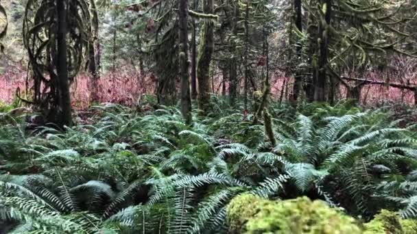 Große Grüne Farne Wachsen Einem Regenwald Mit Vielen Braunen Bäumen — Stockvideo