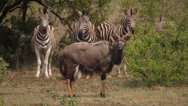 Brillante Calore Come Nyala Maschio Tre Zebre Trovano Margini Del — Video Stock