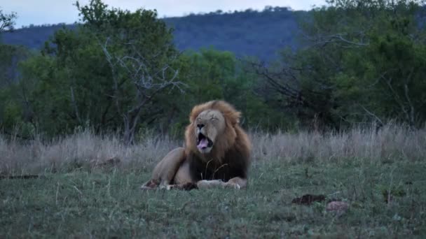 Vuxen Hane Black Mane Lion Skymningen Platt Blått Ljus Har — Stockvideo