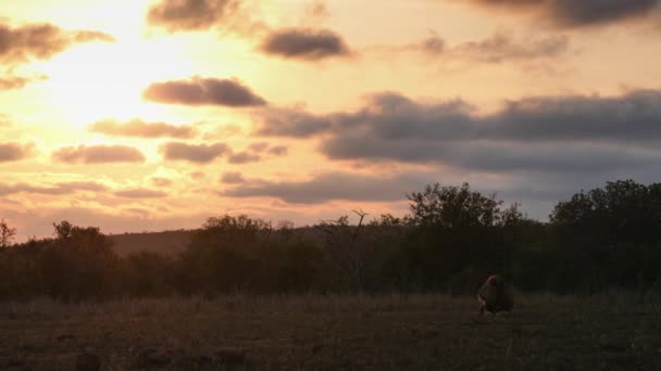 カラフルなアフリカの曇りの空とともに平和なライオンはサバンナに休みます — ストック動画