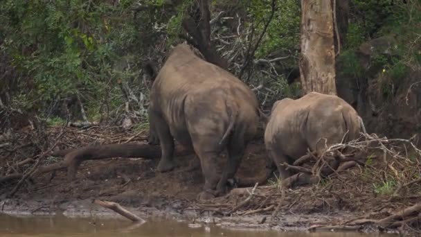 Mother Rhino Ankle Monitor Her Large Calf Walk Muddy Pond — Stock Video