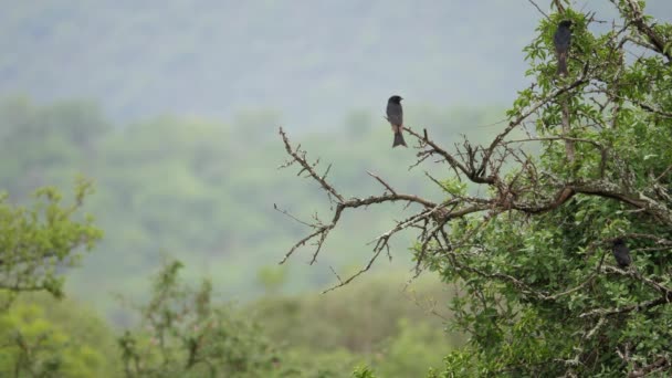 Alert Fork Ptaki Drongo Siedzą Spokojnie Suchych Gałęziach Drzew — Wideo stockowe