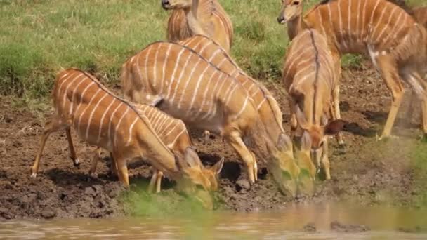 Skittish Fêmea Nyala Antelope Rebanho Com Bebê Estão Alertas Enquanto — Vídeo de Stock