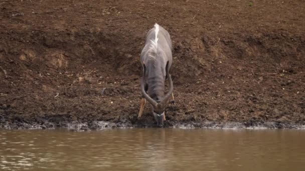 Πρόσθια Όψη Του Αρσενικού Nyala Antelope Πλούσιο Έδαφος Πίνοντας Λασπωμένο — Αρχείο Βίντεο