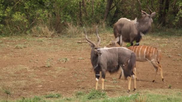 Зудящий Самец Ньяла Антилопа Царапается Поляне Африканских Лесах — стоковое видео