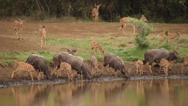 Μεγάλο Κοπάδι Των Δύστροπων Nyala Antelope Ποτό Στην Αφρικανική Λίμνη — Αρχείο Βίντεο