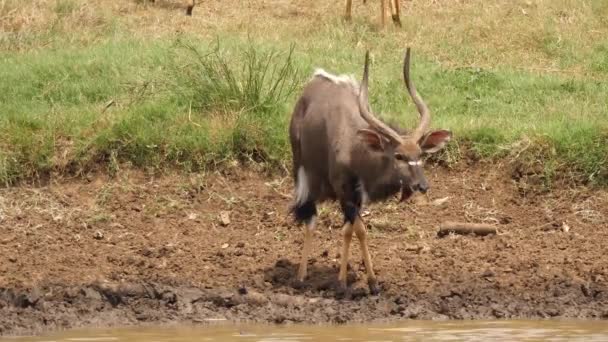 Mycket Uppmärksam Fara Hane Nyala Antelope Drycker Från Leriga Vattenhål — Stockvideo
