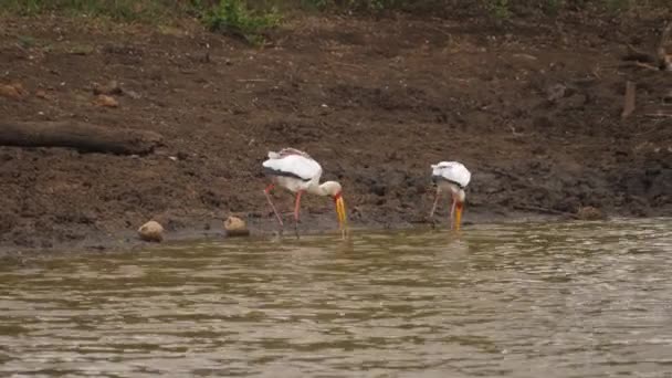 Yellow Billed Stork Ζευγάρι Κυνηγούν Για Φαγητό Κατά Μήκος Λασπωμένο — Αρχείο Βίντεο