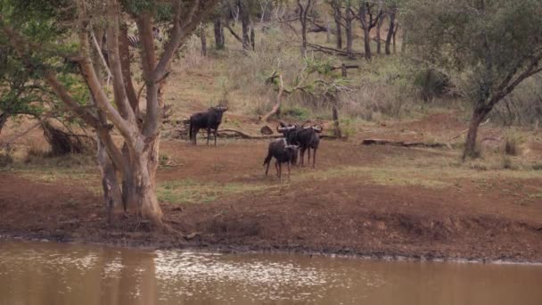 Wildebeest Lopen Uit Afrikaans Struikgewas Richting Modderige Vijver Drinken — Stockvideo