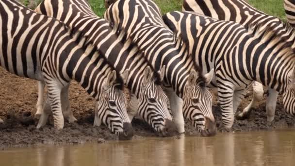 横穿斑马的脸庞 喝着来自非洲肮脏池塘的浑水 — 图库视频影像