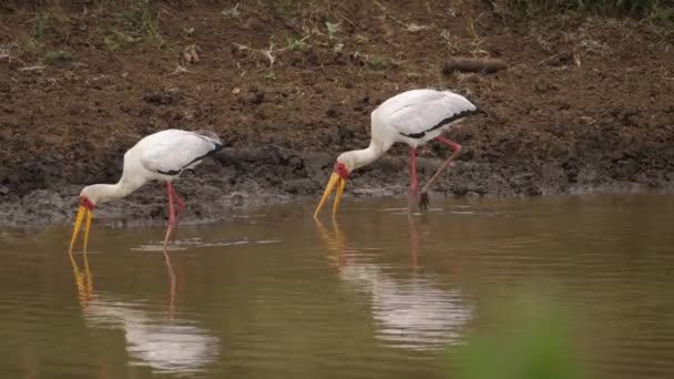 Amarillo Cigüeñas Sonda Costa Fangosa Para Pescado Harina Insectos — Vídeos de Stock