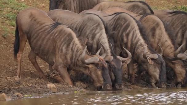 Pan Gezichten Van Gnoes Drinkend Modderig Water Bij Afrikaanse Vijver — Stockvideo