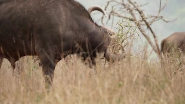 Pesado Masculino Africano Cabo Buffalo Arranha Chifres Uma Pequena Árvore — Vídeo de Stock