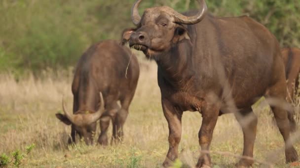 暑い太陽の下で乾燥した草の上にアフリカの水牛の放牧の群れ 遅い動き — ストック動画