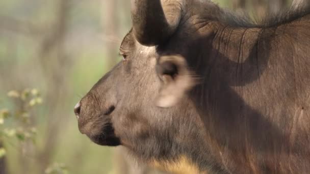 Зворотний Бік Голови Африканського Буйвола Вид Збоку Профільний Постріл — стокове відео