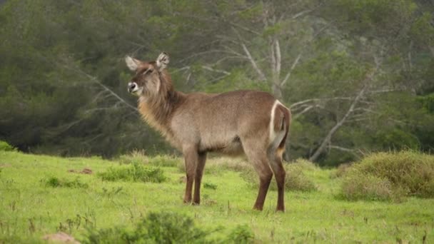 追踪拍摄到一只雌性水鹿站在草地上 — 图库视频影像