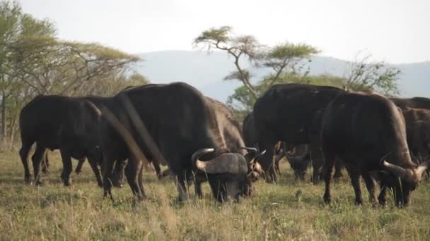 セレッティの背の高い草の上に水牛の群れの放牧岬 パンニングショット — ストック動画