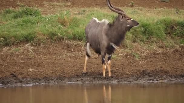 Clipe Dinâmico Adulto Macho Nyala Assustou Enquanto Bebia Água Lagoa — Vídeo de Stock