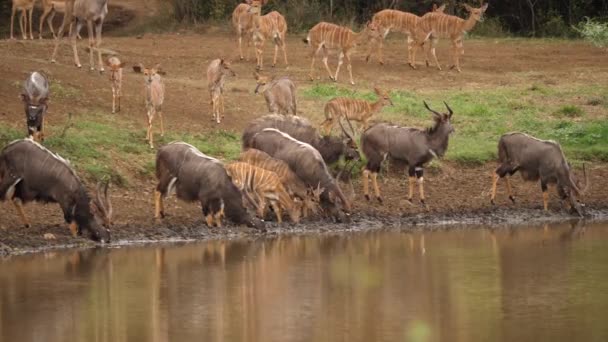 Стадо Жаждущих Африканских Антилоп Ньяла Приходят Пить Колодец — стоковое видео