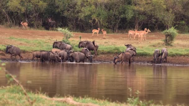 Herde Junger Und Alter Gnus Mühlt Sich Schlammigen Teich — Stockvideo