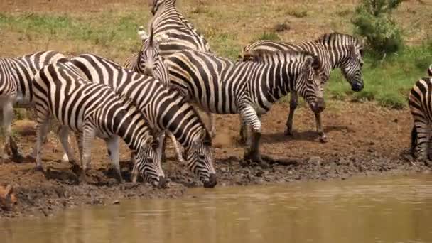 Zebragruppe Trifft Sich Sonnigem Schlammigem Teich Zum Wassertrinken — Stockvideo