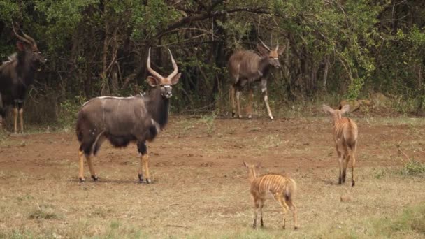 Young Male Nyala Emerges Bush Join Antelope Herd Africa — Stock Video