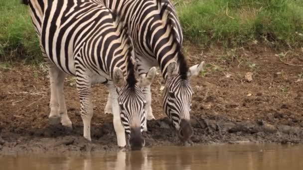 Tre Zebra Dricka Från Lerig Afrikansk Damm Plötsligt Skrämd — Stockvideo
