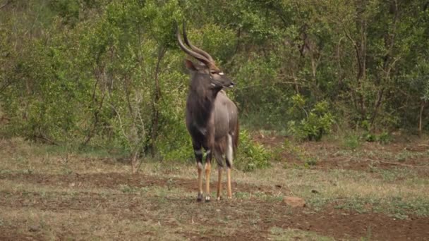 站在水坑附近的雄性尼亚拉羚羊被什么东西吓了一跳 — 图库视频影像
