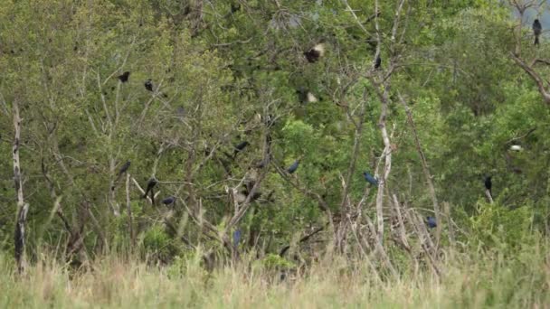 Flock African Starlings Mob Tree Intimidate Nearby Raptor — Stock Video