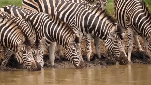 Långsam Pan Vänster Över Zebra Ansikten Dricka Smutsigt Vatten Från — Stockvideo