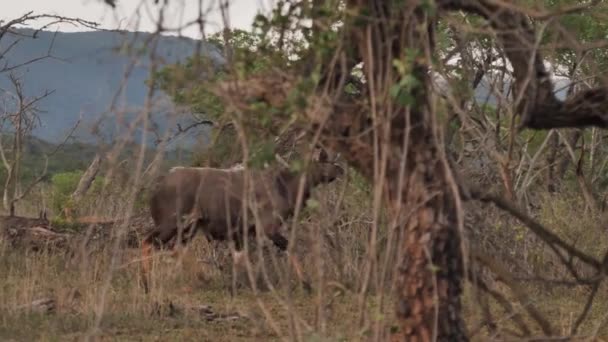 Erkek Nyala Antilobu Afrika Çalılarının Arasında Yürürken Sağa Dön — Stok video