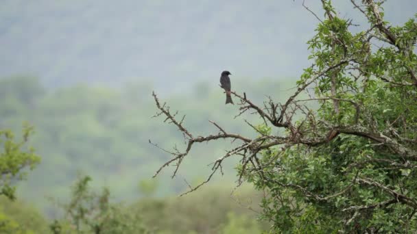 Widelec Ogonki Drongo Ptaki Okonie Suchej Gałęzi Afrykańskiego Drzewa Przestrzeń — Wideo stockowe