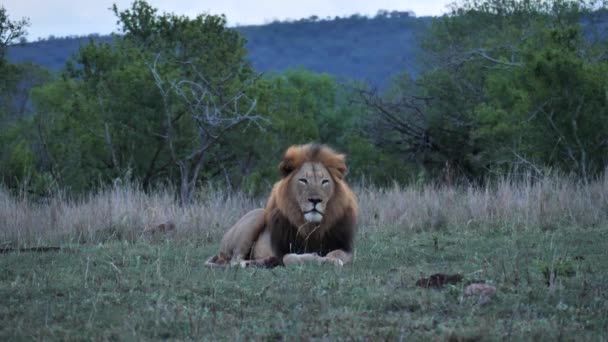 Male Black Mane Lion Berbaring Cahaya Biru Datar Dari Senja — Stok Video